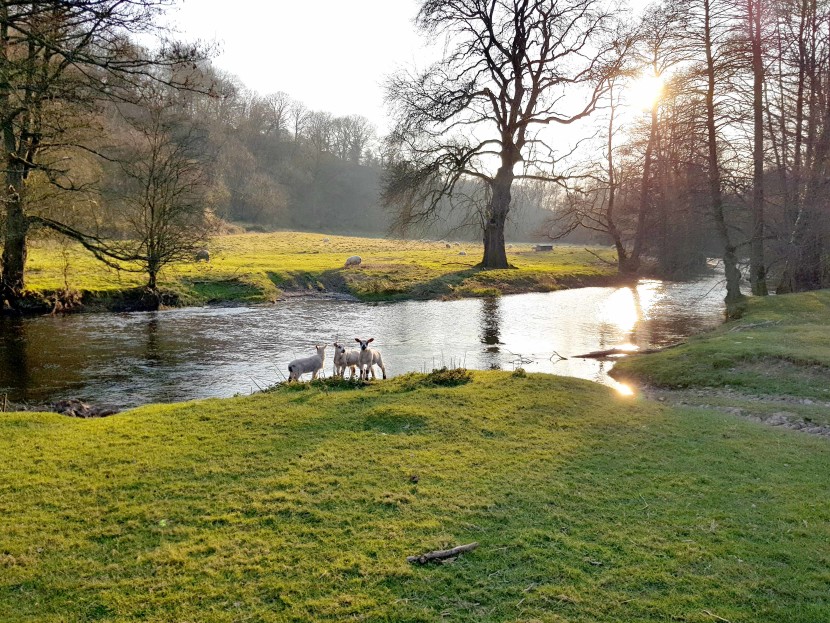 March lambs beside the river Arrow